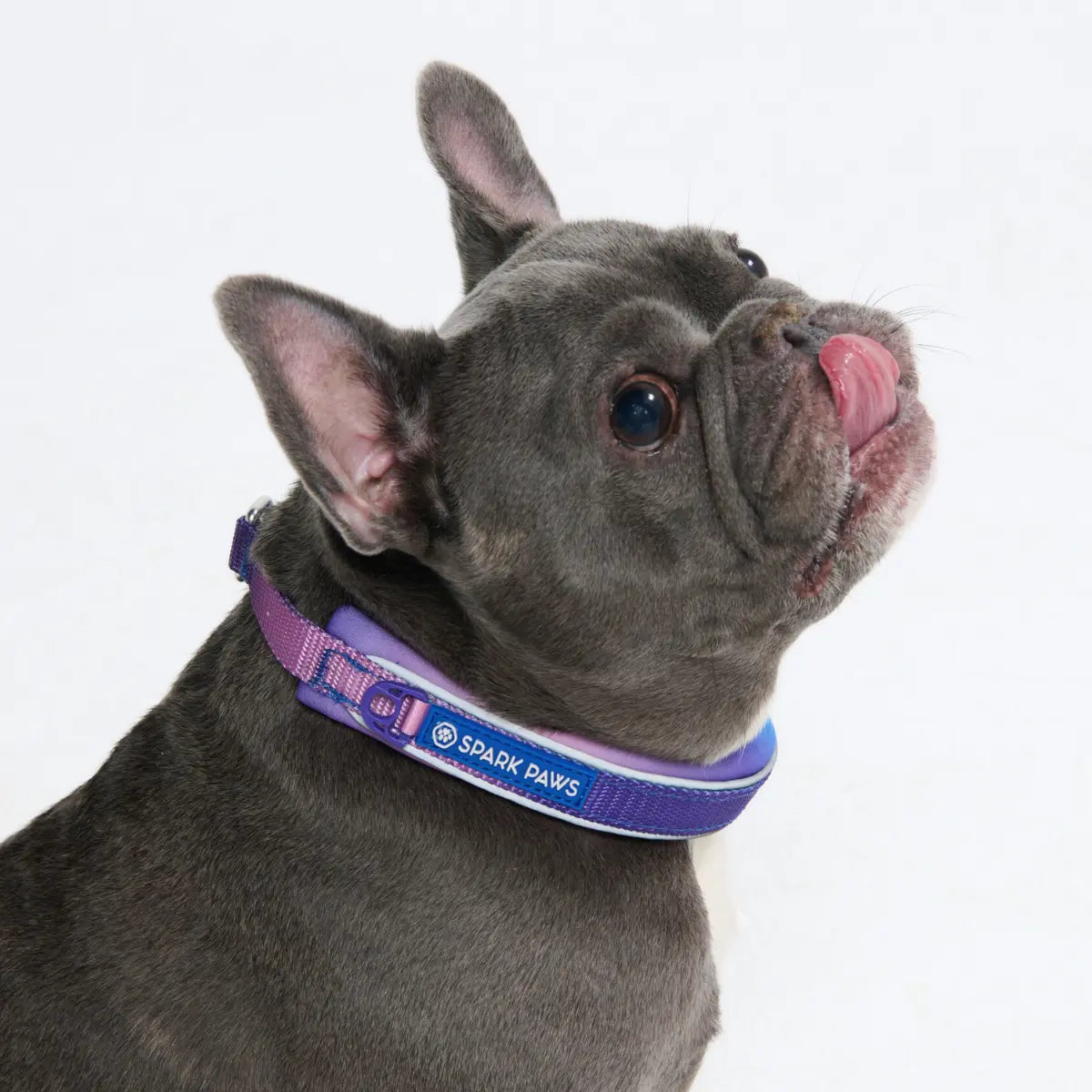 Spark Paws Martingale Dog Collar – Cushioned Slip-On Training Collar, Heavy Duty, Safety-Tested No-Buckle Collar for Medium & Large Dogs